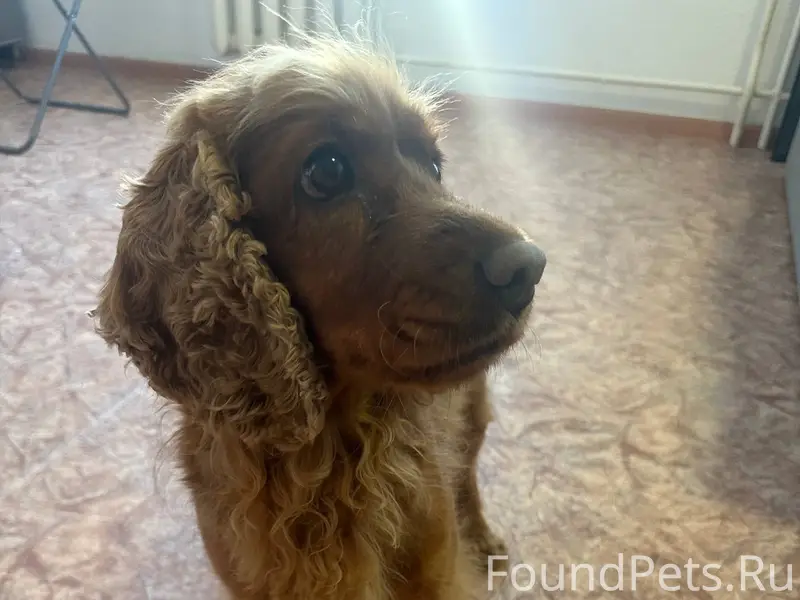 Найден спаниель, мкр Просторный