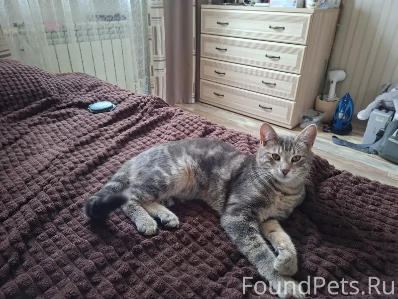 Пропал кот Тимоша, Тучково