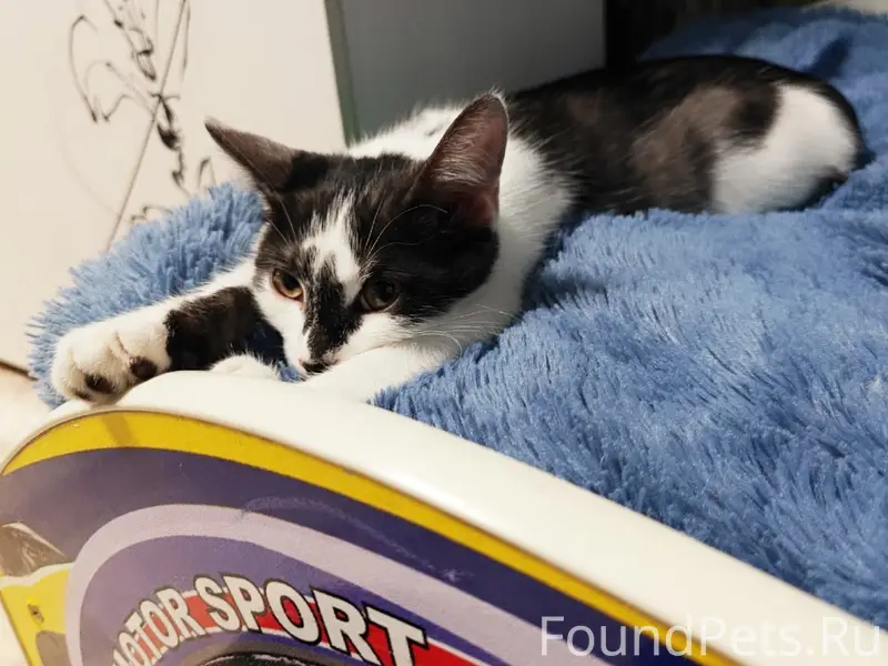 Пропал кот Марсель, поселок Правды