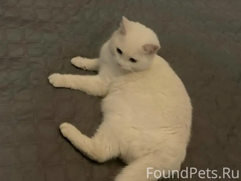 Пропал кот Беляшик, район Кржижановского