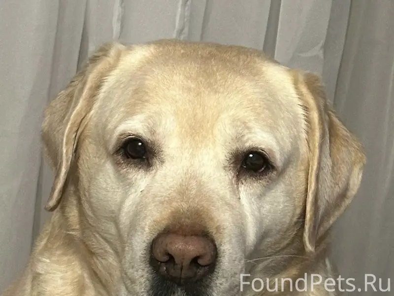 Пропала Лабрадор Тери, район пл. Горького