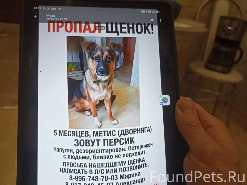 Пропал щенок Персик
