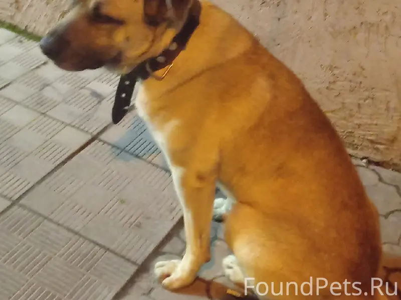 Пропал пёс, Гагаринский парк, Киевская 84