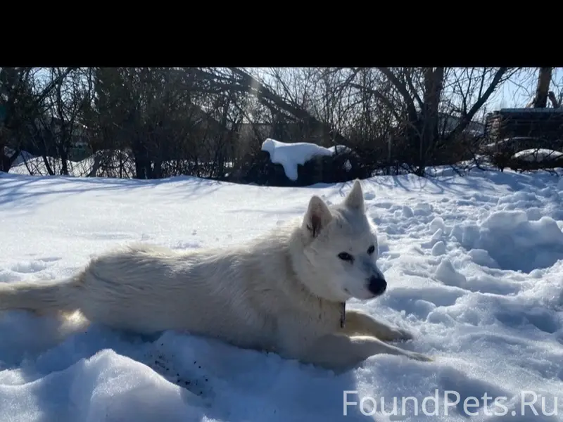 Пропала собака, район Баранкого Восток 3
