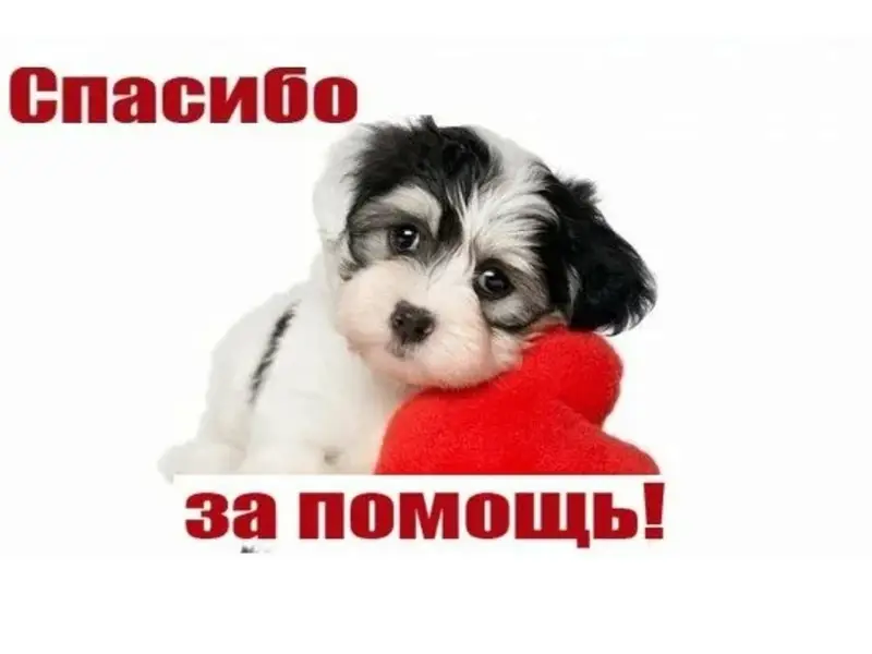 Пропал пёс, не кастрированный, возраст 1 год