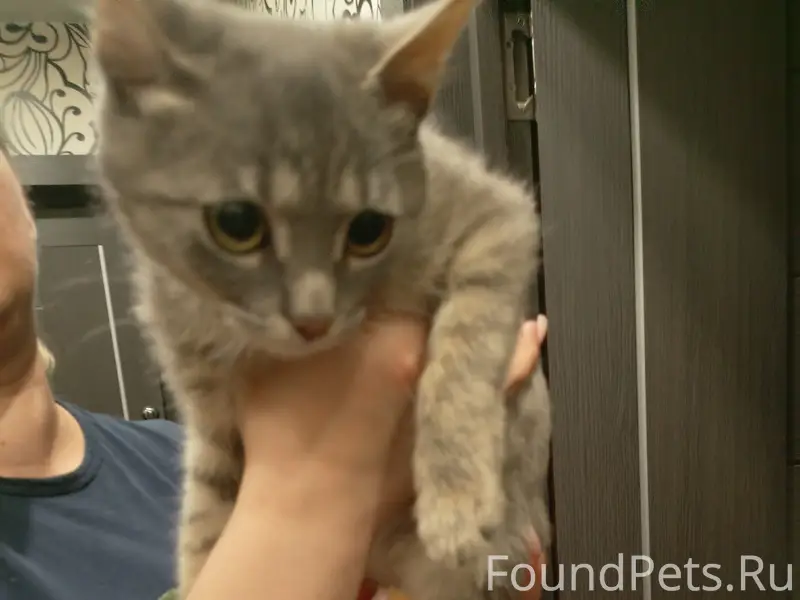 Найден котенок, Парковская улица