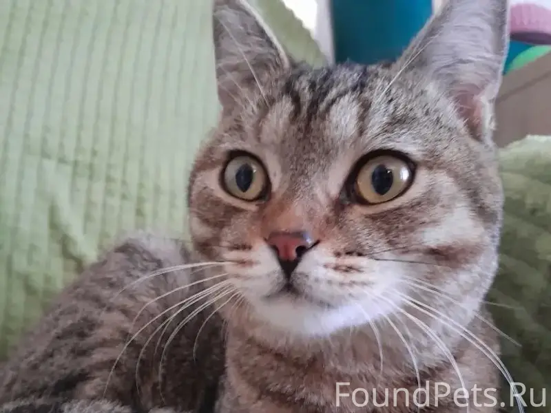 Найден кот, похож на шотландца, ул. Владимирская