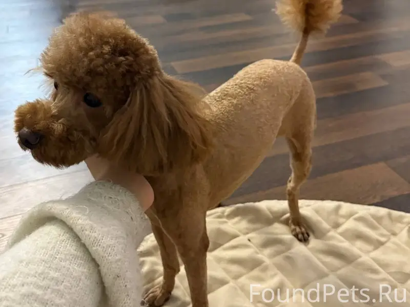 Пропал той пудель, Семхоз, Сергиев Посад