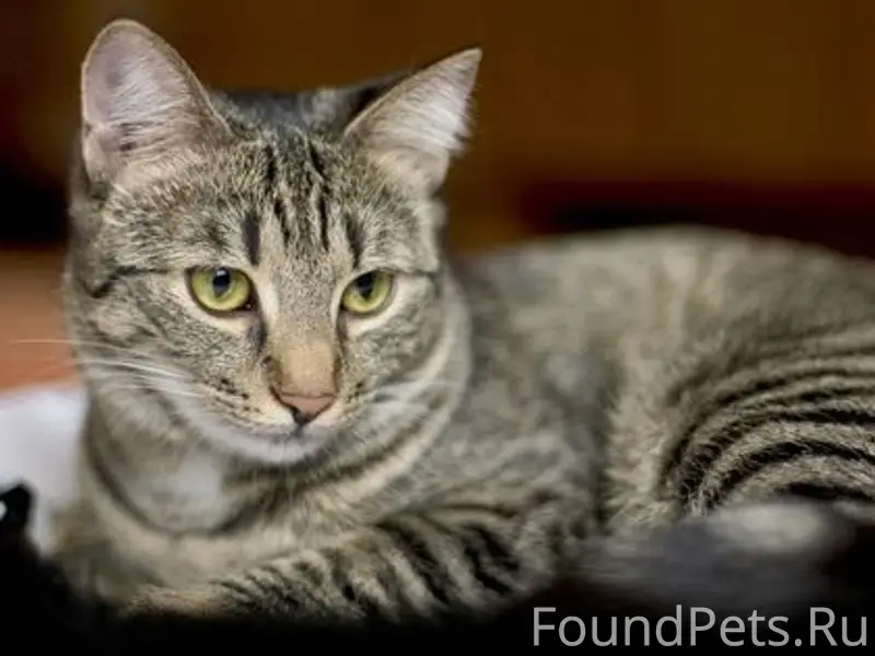 Пропала кошка Маня, Самара