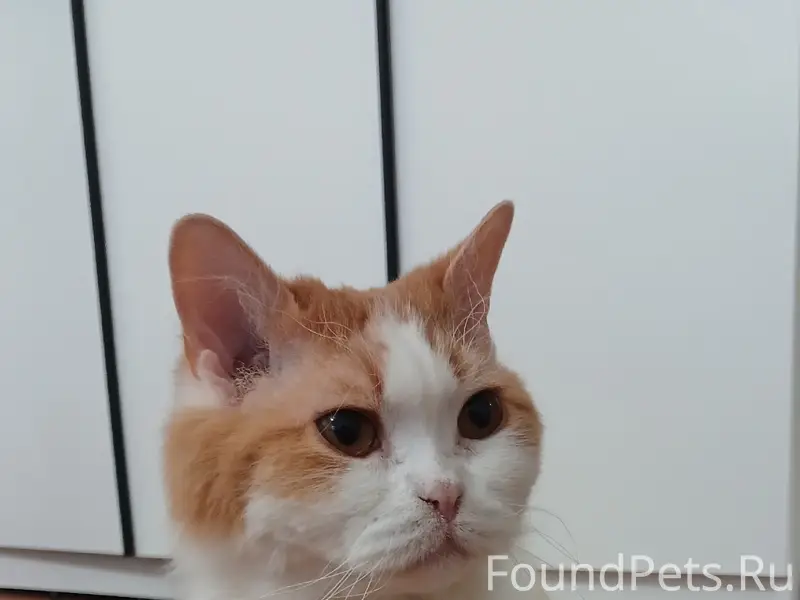 Найден кот, Мехзавод