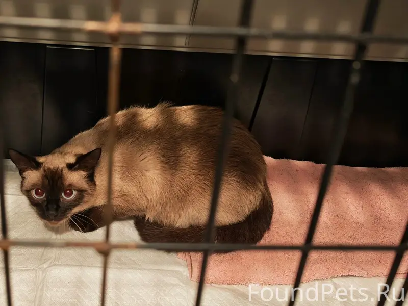 Найдена кошка, похожа на сиамскую, Новогиреево