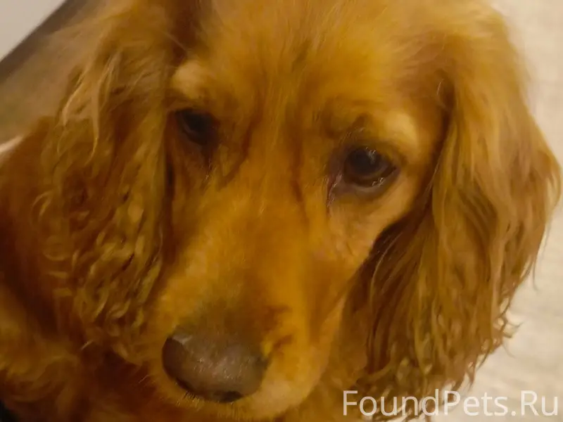 Найдена собака спаниель, район Юхарина балка