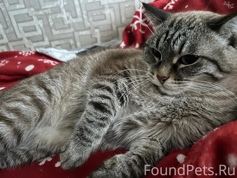 Пропал кот Тиша, район 5 интерната