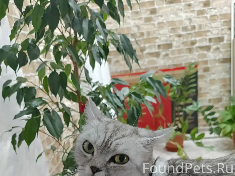 Пропал кот, ул. Луговая