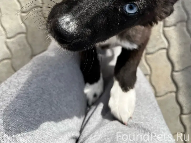 Пропала щенок-девочка, глаза разного цвета, Учалы