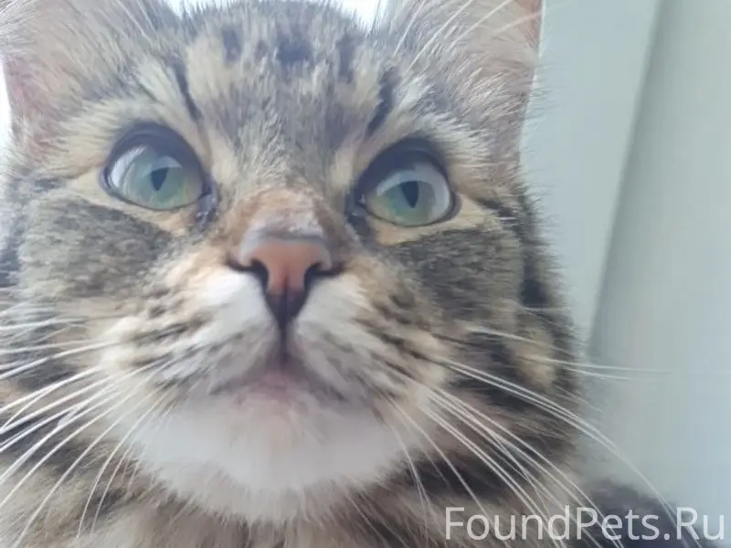 Пропала кошка Вася (Василиса), Октябрьская 72