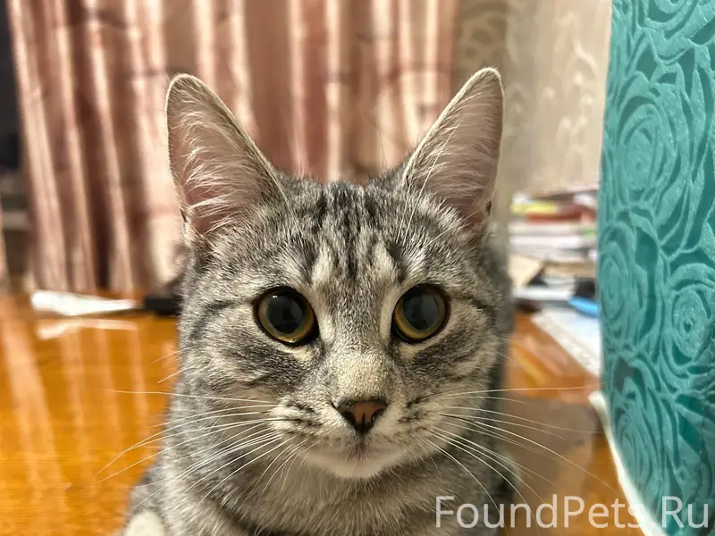 Пропала кошка, Проспект Октября