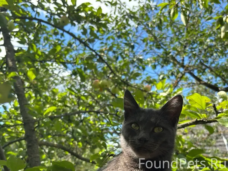 Пропал кот Моня, Калуга