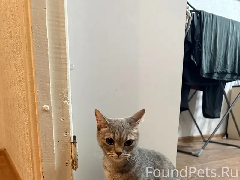 Найдена кошка, Пермская 13