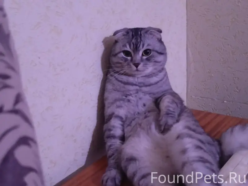 Пропал кот Тишка, Суходол спортивная 7