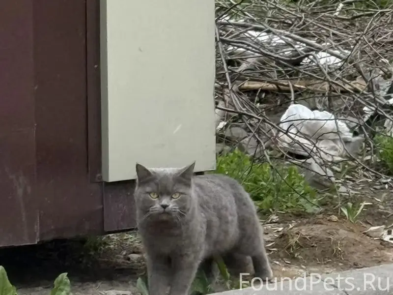 Найдена британская кошка, Ростов-на-Дону