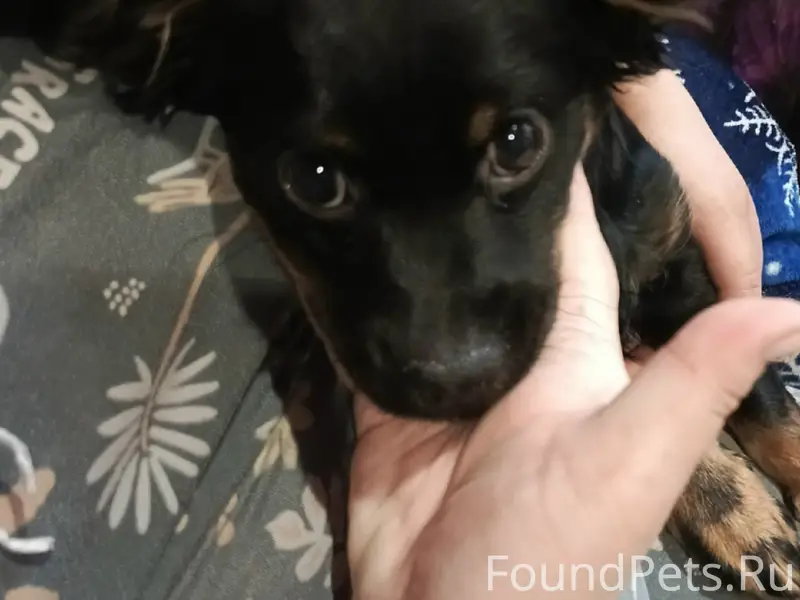 Найден щенок, ищем хозяев