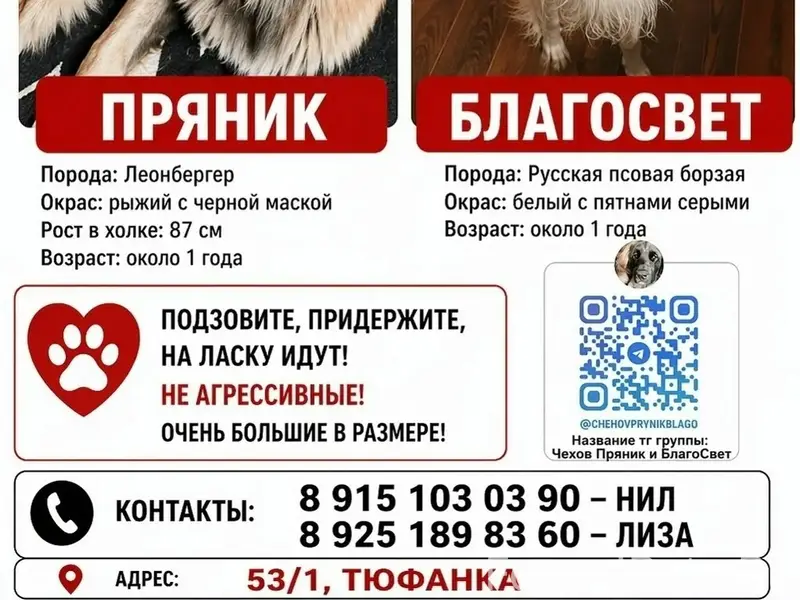 Пропал Леонбергер Пряник, Московская область
