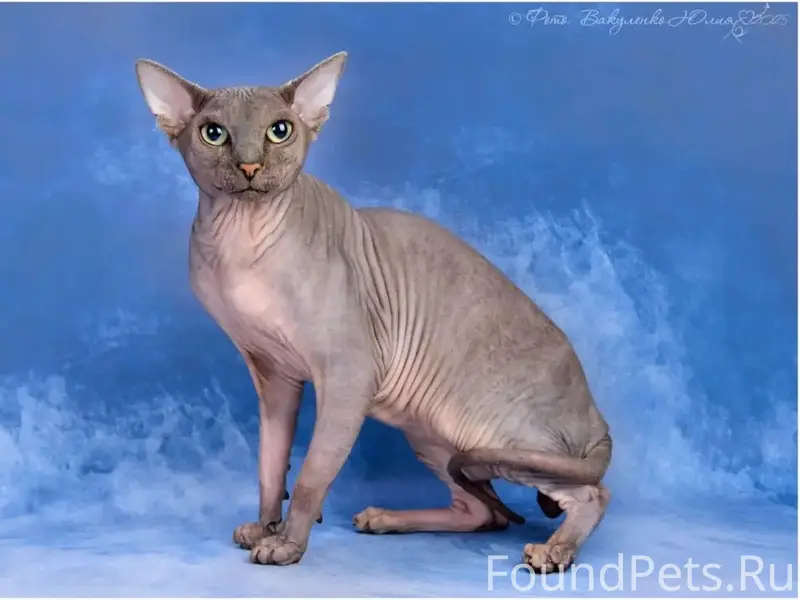 Пропал сфинкс Шерлок, Яблоновский