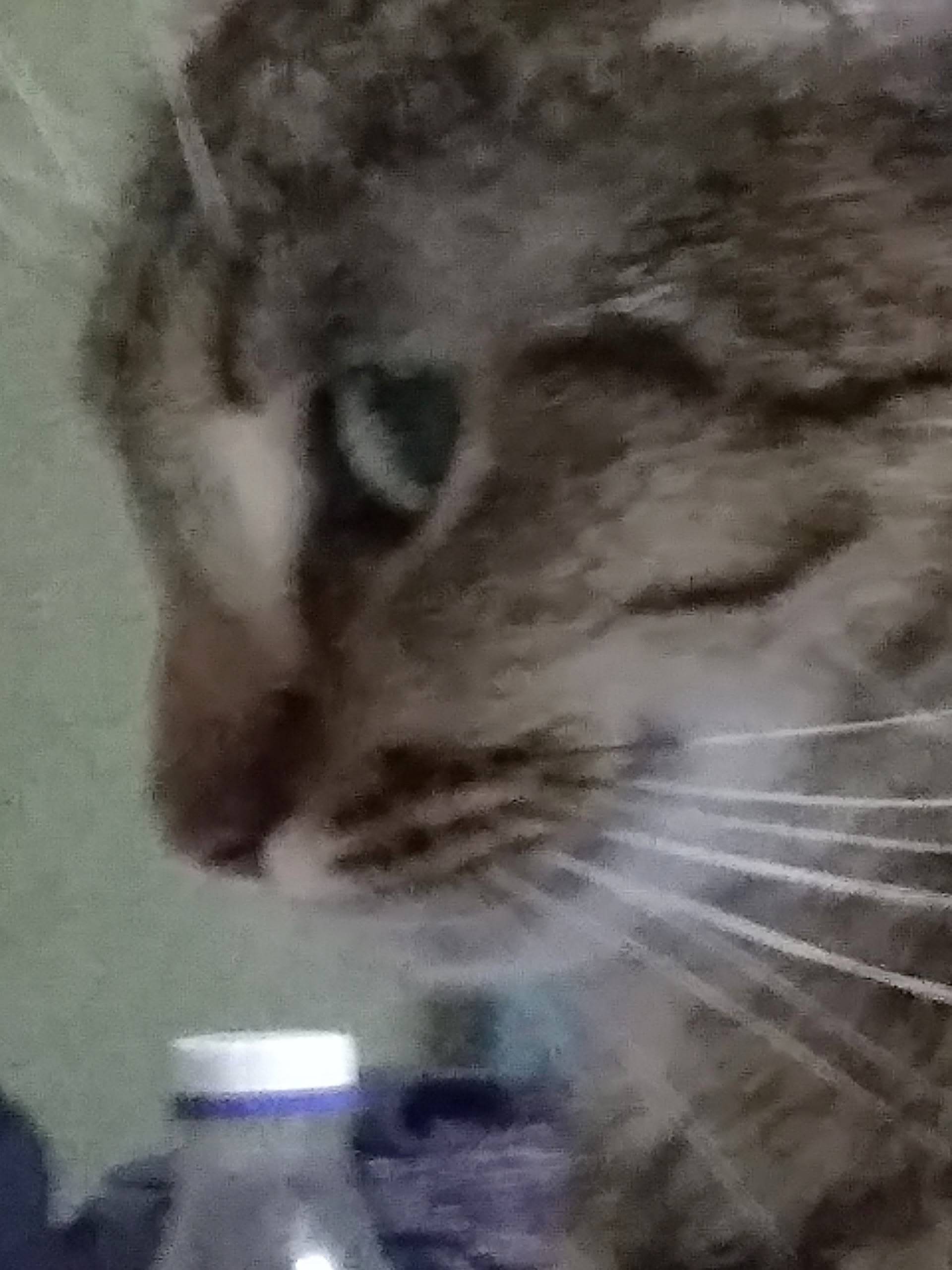 Пропала кошка Триша, район Туриста