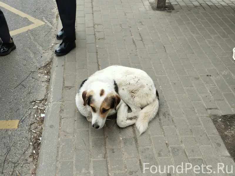 Найден пёс, Подольск, Просторы