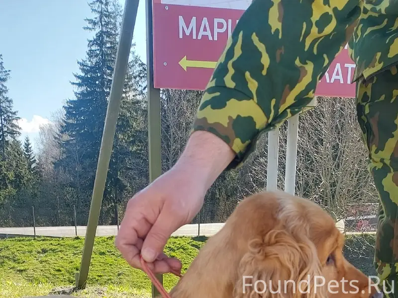 Найдена собака, район Линии Сталина