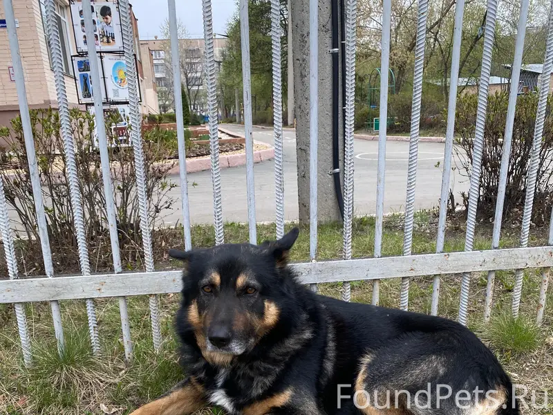 Найденна собака, Курчатовский район