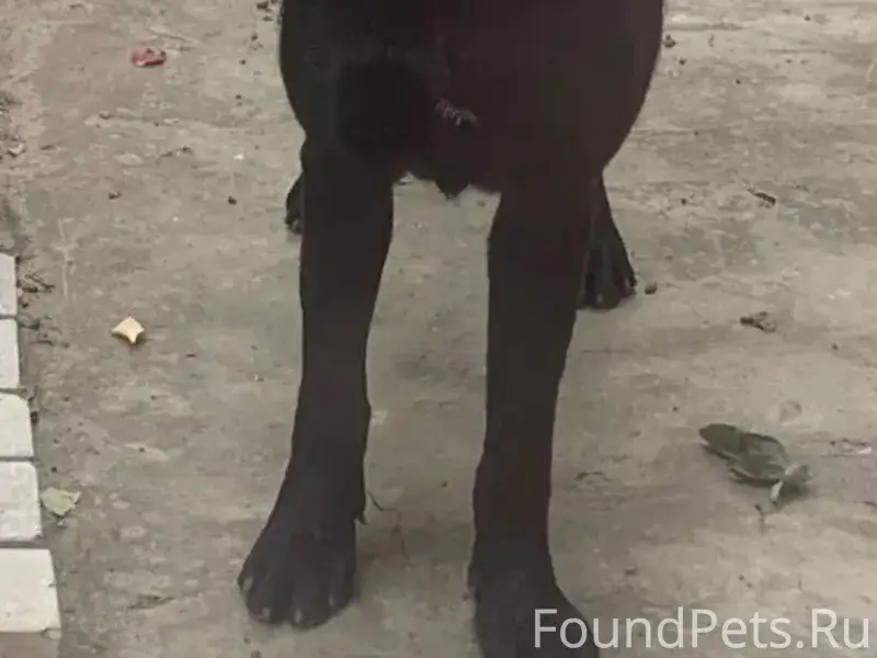 Пропал лабрадор Арчи, район Кучурда