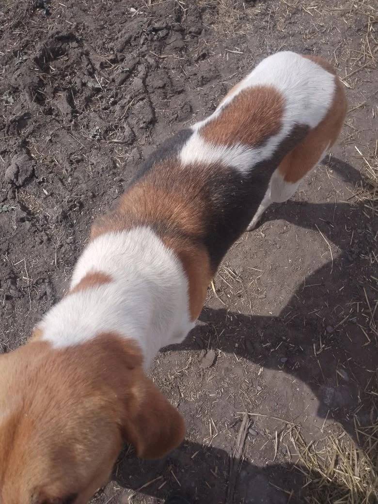 Найден русская гончая, Усть-Иша