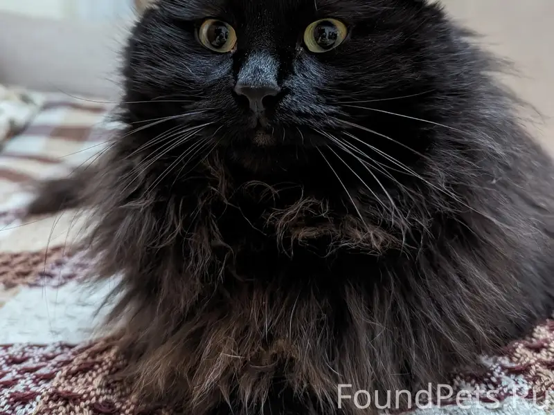 Пропал черный кот, район белой школы