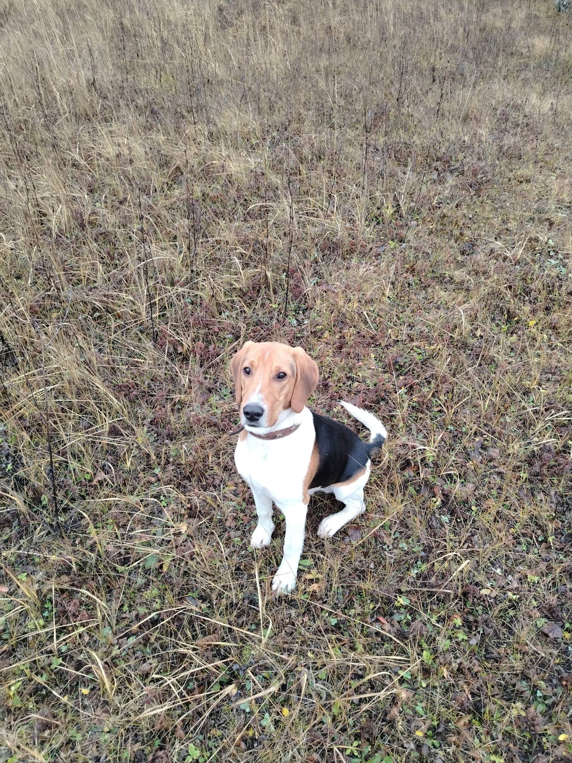 Пропал Алтай, собака