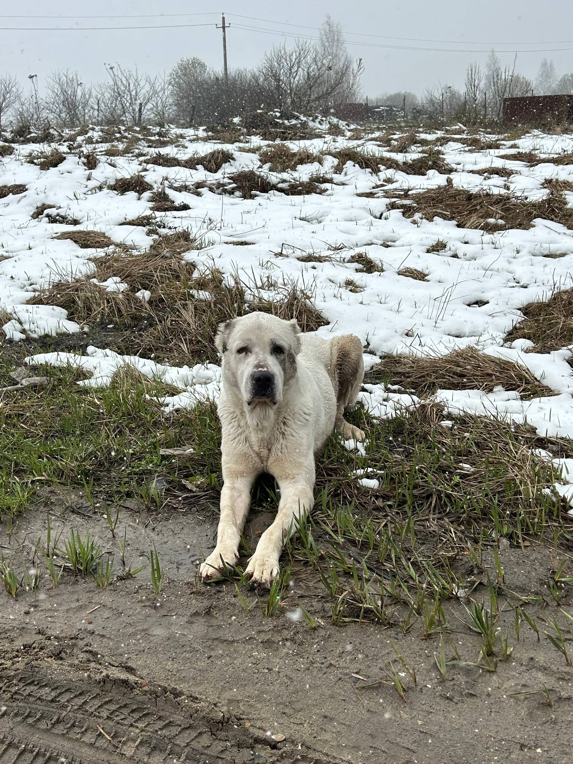Пропала собака, Рязанка