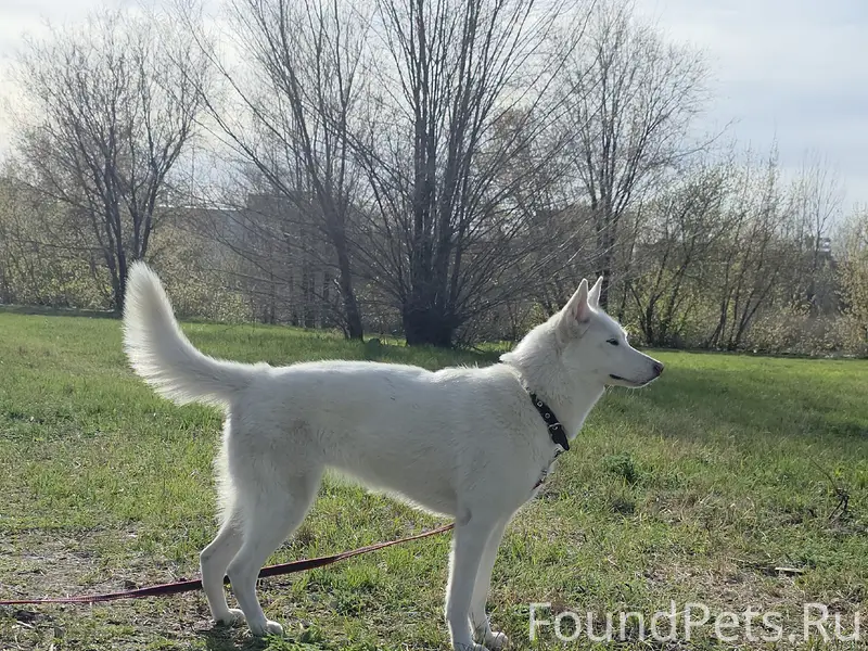 Найден компаньон собака Изобела, Комсомольский район