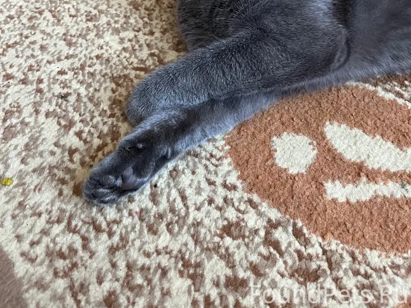 Пропала кошка Сима, Кондопога