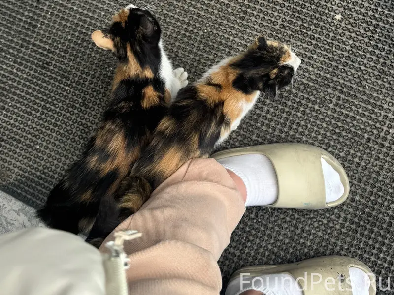 Найдены котята, подброшены под дверь студии