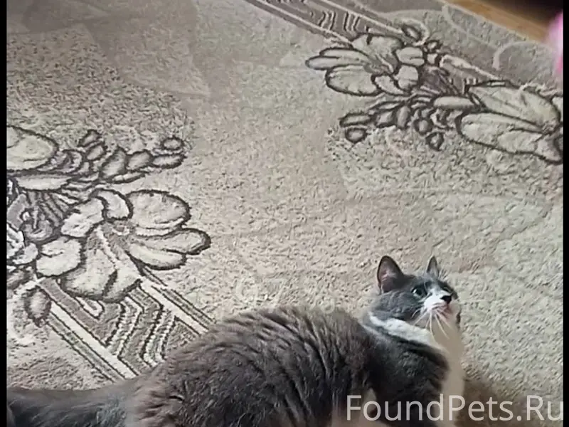 Пропала кошка Фрося, Центральная 48