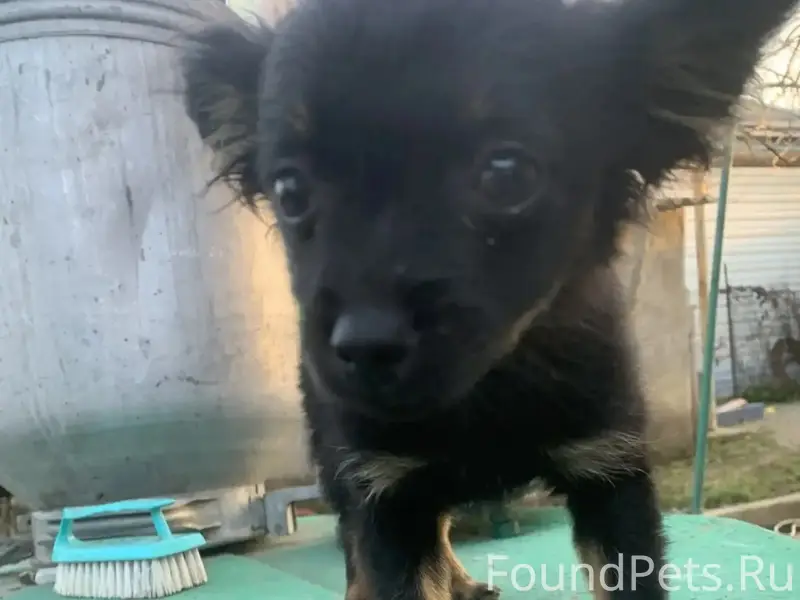 Пропала той-терьер, Ротный (динамик)