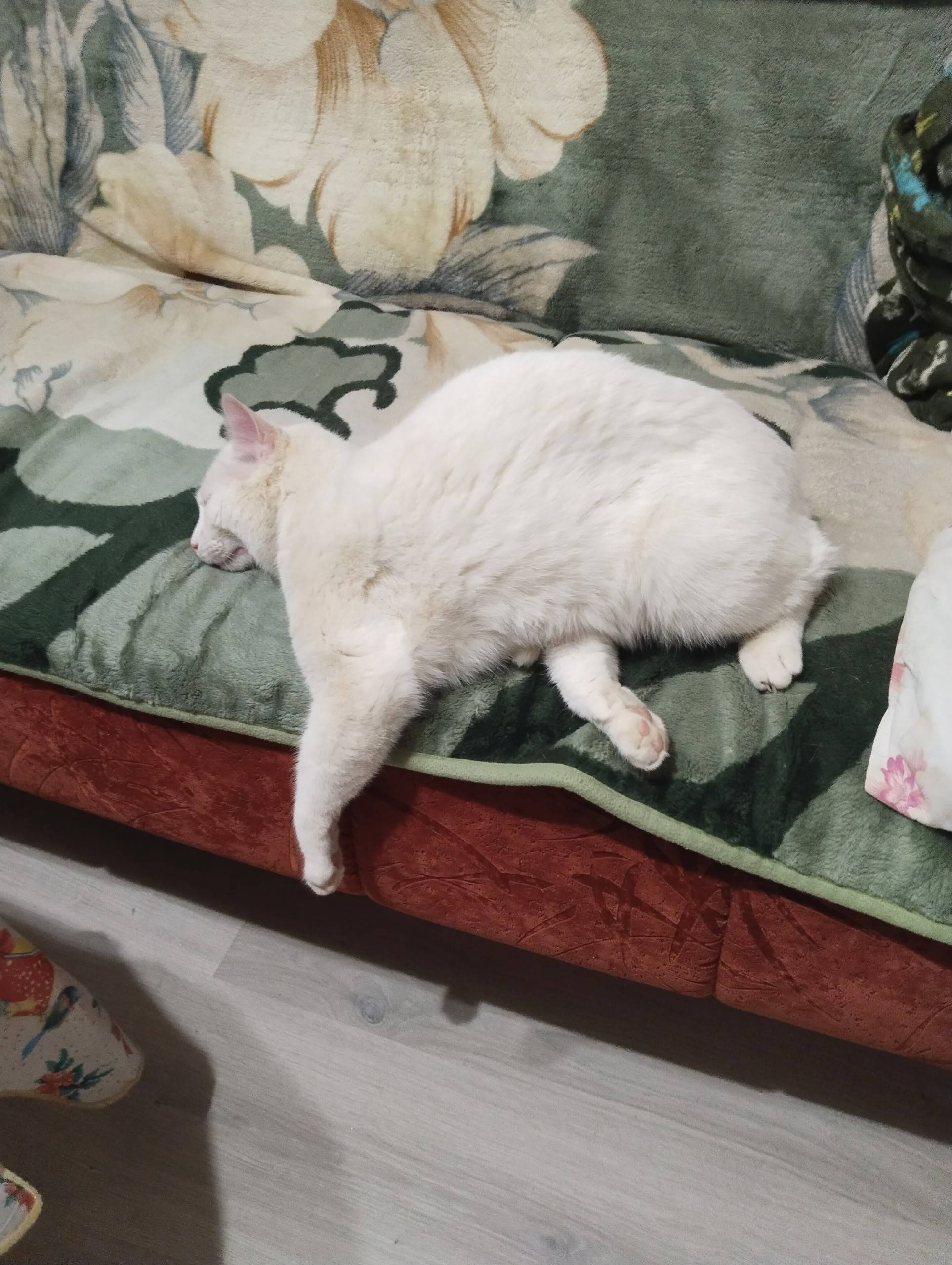 Пропал крупный кот с разными глазами, район Стадионная, Гагарина