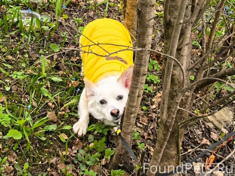 Найден кобель, ДНТ Бутово (Боброво)