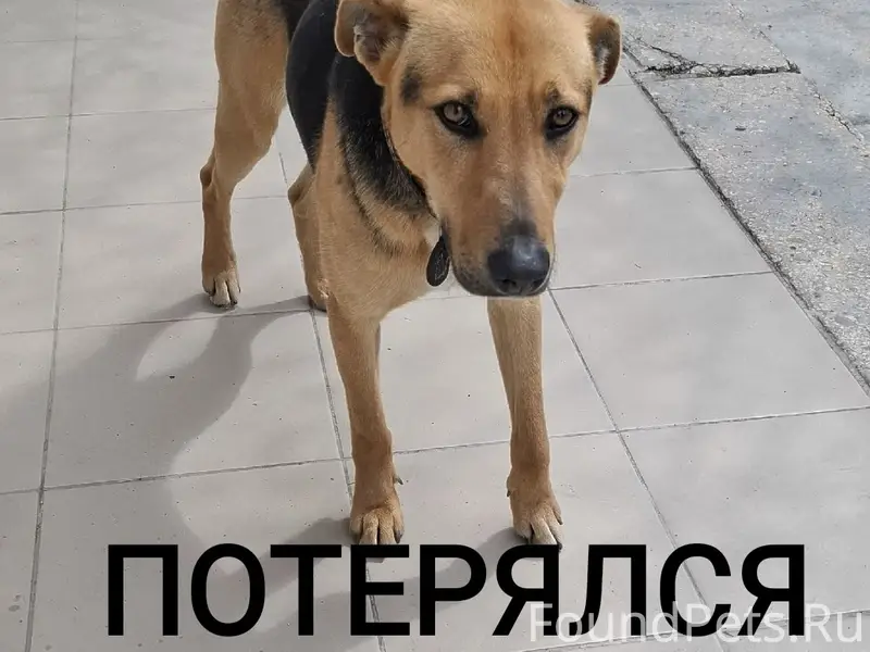 Пропал кобель Боцман, Камышовая бухта