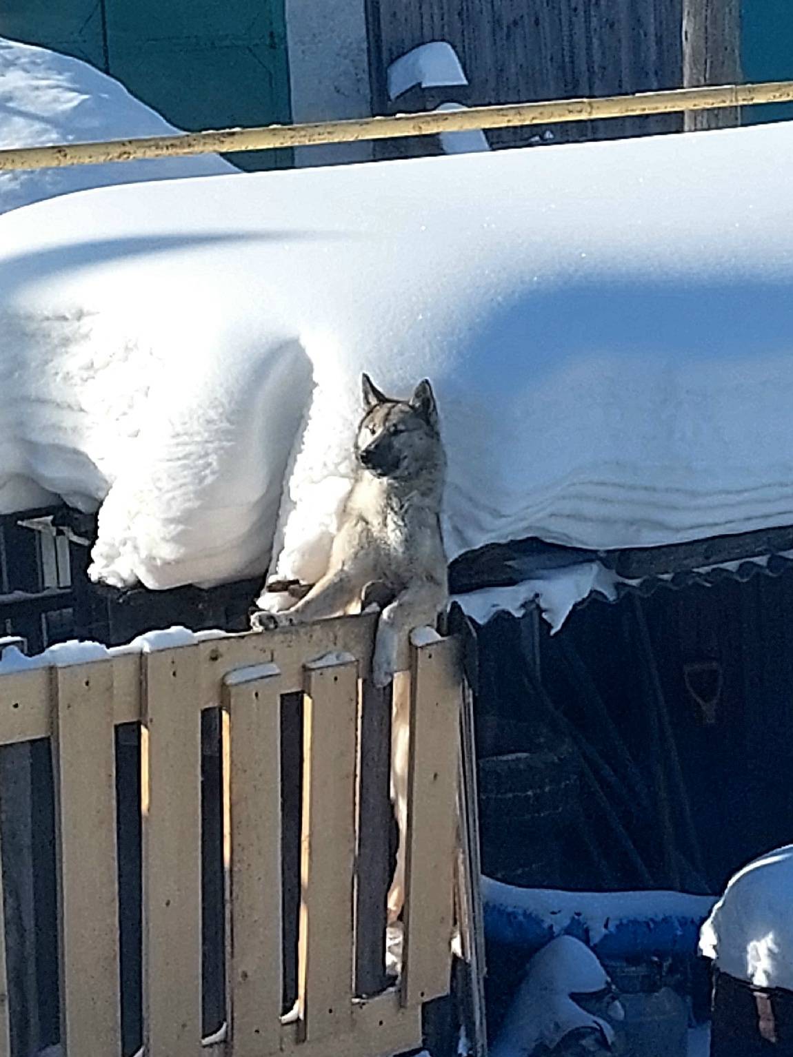 Пропал пёс лайка Амур, за заправкой Газпром