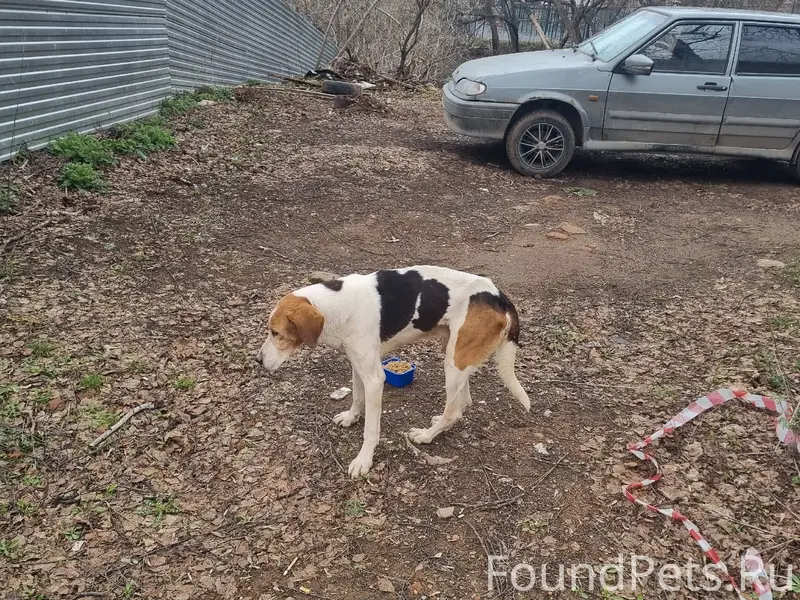 Найденна гончая, Воткинск