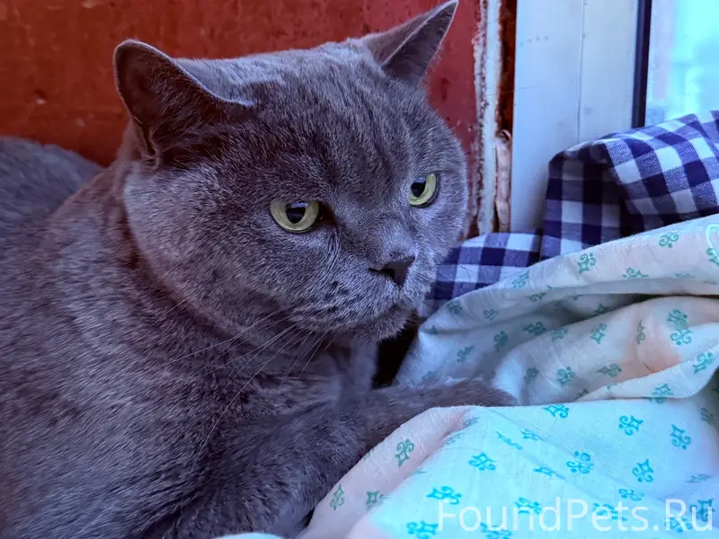 Найдена британская кошка, Маркова 24