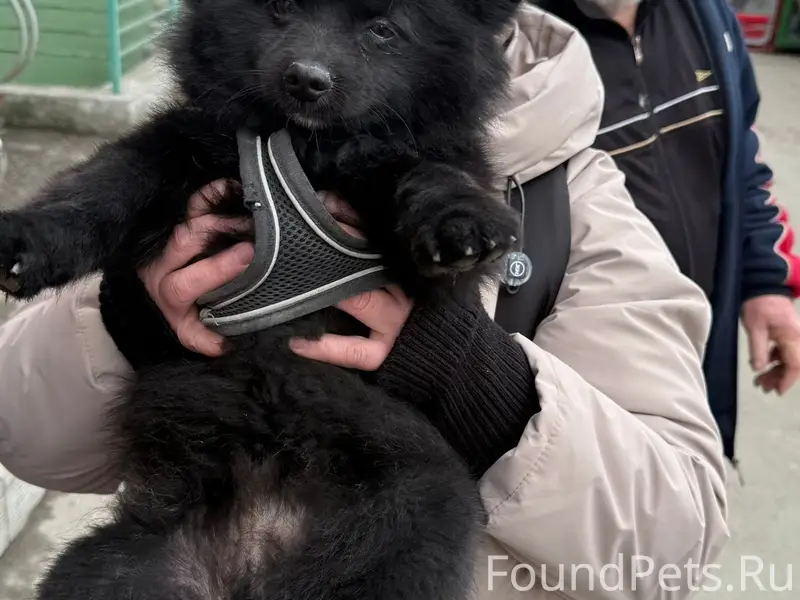 Найден шпиц, Верх-Исетский район