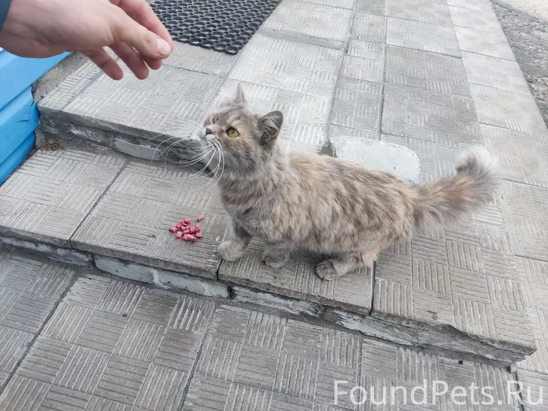 Найдена кошка, улица Индустриальная 6